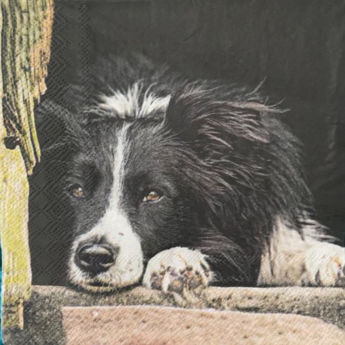 Border collie dog - 2, x