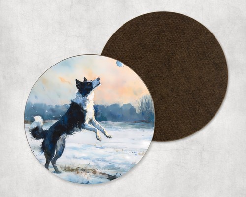 Border collie dog - border, snowball