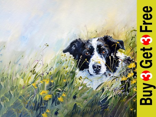 Border collie meadow - border,