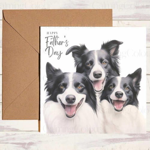 Border collie father - border, day