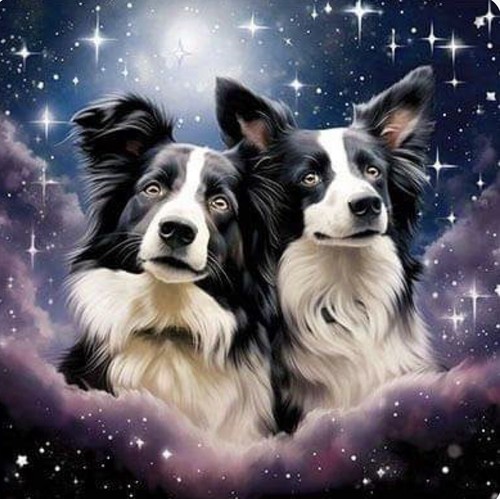 Border collie cross - collie, (3)