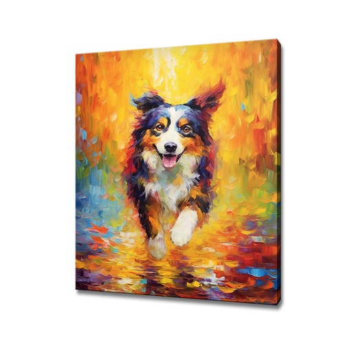 Cute border collie - collie, dog