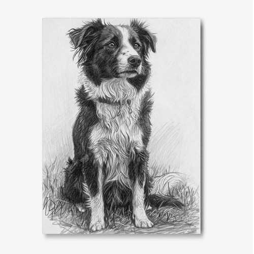 Border collie pencil drawing - collie,