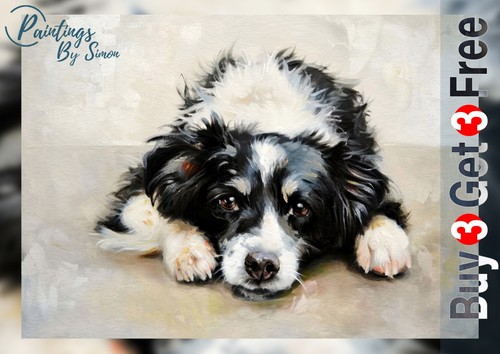 Gentle border collie - gentle,