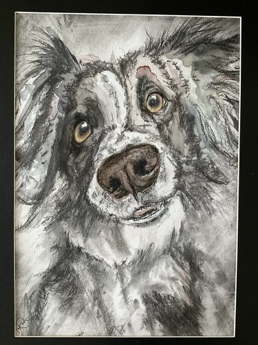 Border collie sheepdog - border,