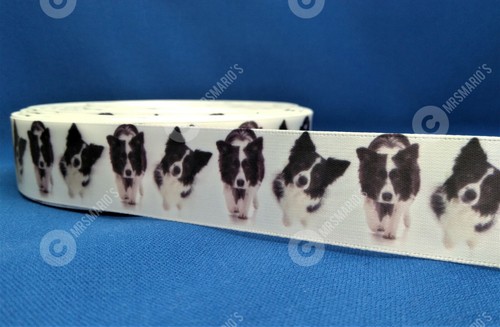 Border collie breed pet - border, dog