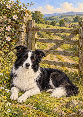 Resting border collie farm dog - border,