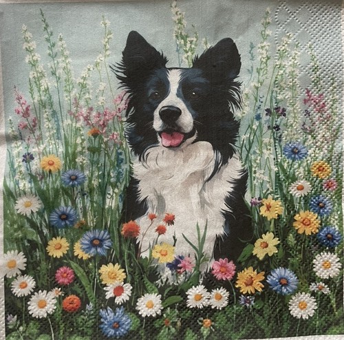 Border collie dog - 4,