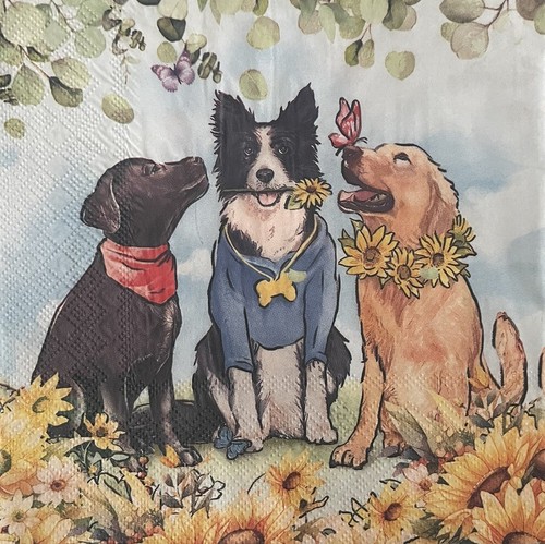Border collie dog dogs - 2,