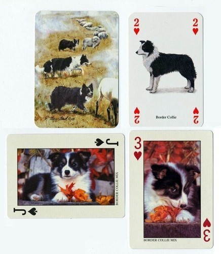 Border collie - collie,