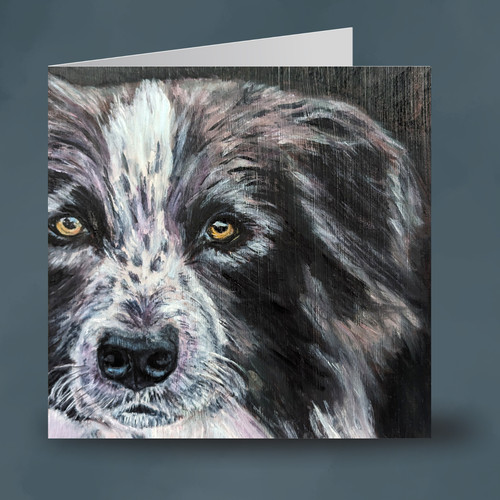 Finn the border collie 148mm - border,