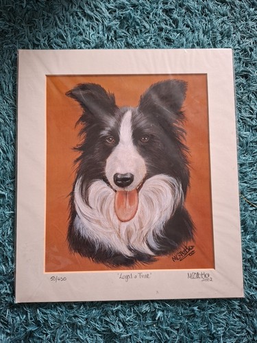 Border collie loyal true - 'loyal, &