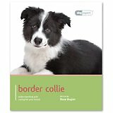 Border collie dog - border,