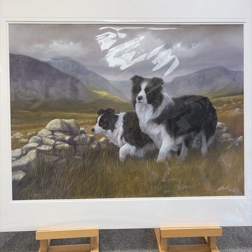 Border collie based - border,
