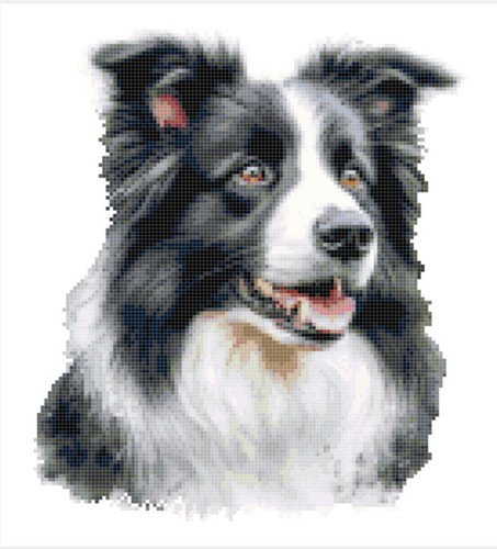 New border collie - border, farming