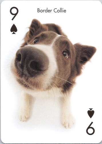 Border collie dog - collie,