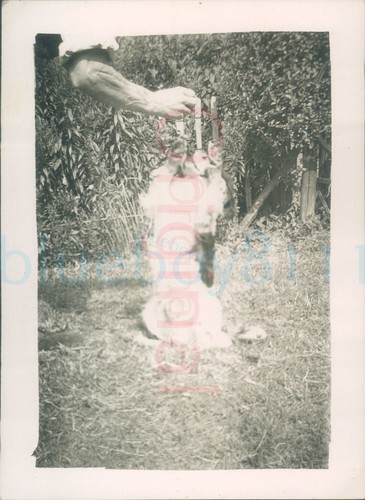 1948 photo dog rex - 1948,