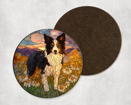 Border collie dog daisy - border,