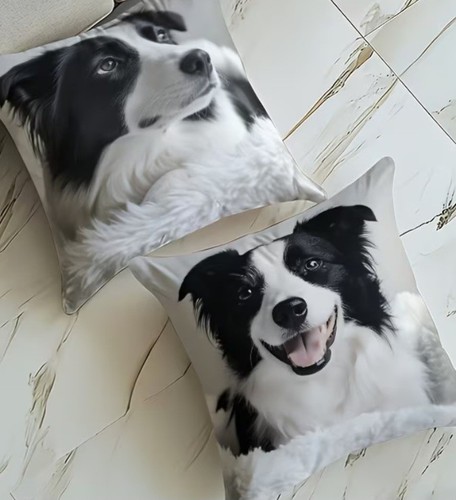 Pair border collie - of,