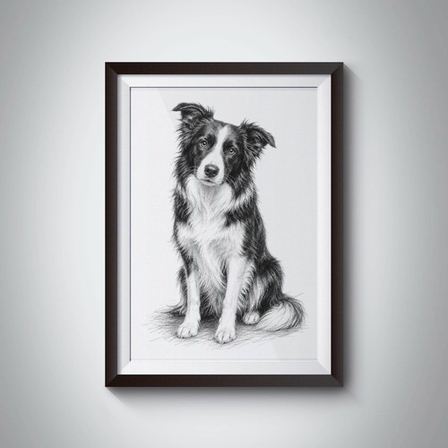 Border collie sketch wall art - border,