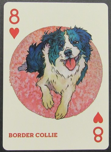 Dog border collie - collie, swap